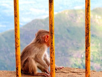 Close-up of monkey sitting on window sill against mountains