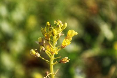 plant