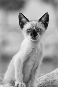 Close-up portrait of wild cat