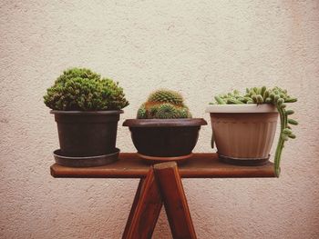 Close-up of potted plants on table against wall