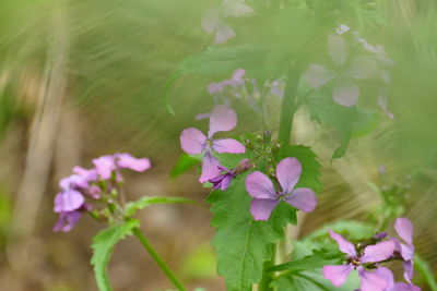 Close-up of pink flowering plant