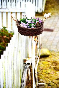 Close-up of flowers on wood