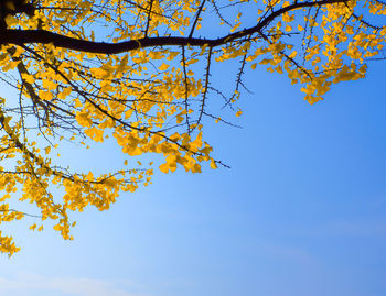 Low angle view of cherry tree against blue sky