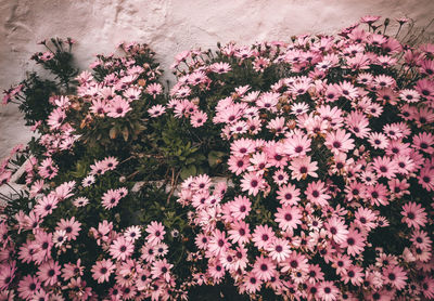 High angle view of pink flowering plants