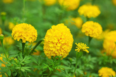 The beauty of marigolds with the freshness of nature.