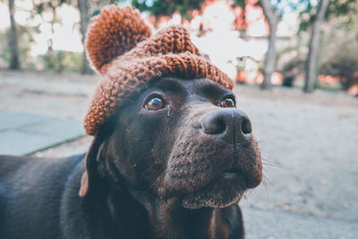 Close-up portrait of a dog looking away