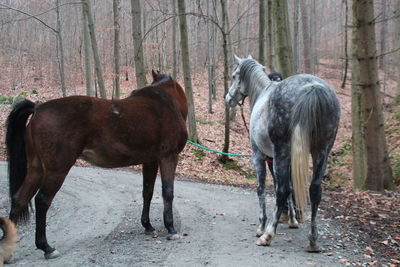 Horses standing in the ground