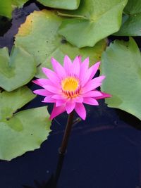 Close-up of lotus water lily in pond