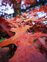 Close-up of maple leaves on tree