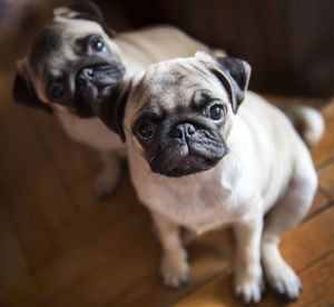 Portrait of dog