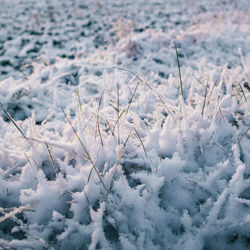 Snow covered plants on land