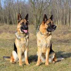 Dogs sitting in a grass