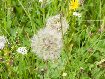 Close-up of white dandelion flower on field