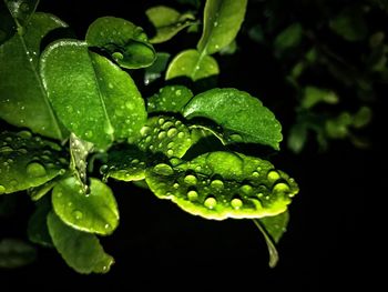 Close-up of wet plant