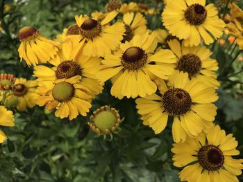 Close-up of yellow flowers