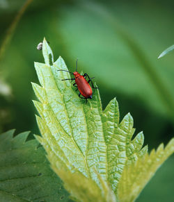 Close-up of insect on plant