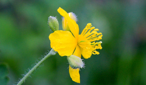 Close-up of yellow flower blooming outdoors