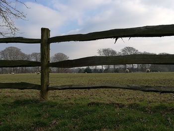 Sheep grazing on field against sky