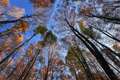 Low angle view of trees in forest against sky