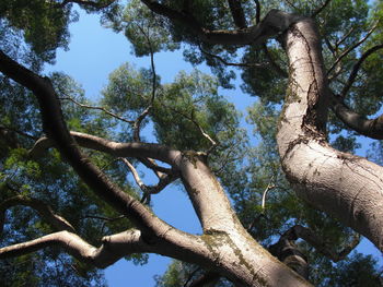 Low angle view of tree against sky on sunny day