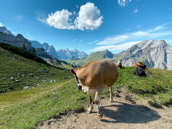 Cows on an alpine meadow against karwendel mountains, tyrolean alps and sky. 