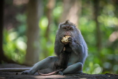 Monkey sitting on tree in forest