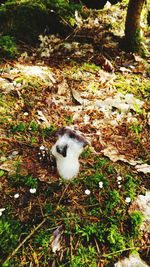 High angle view of cat on grass