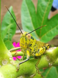 Close-up of butterfly pollinating flower