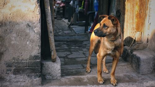 Dog in zoo