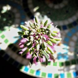 Close-up of flower plant growing outdoors