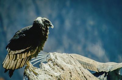 Vulture perching on rock during sunny day
