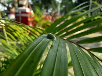 Close-up of caterpillar on plant