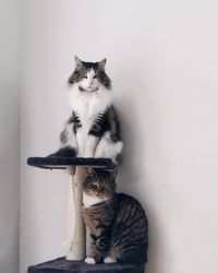 Portrait of cats sitting on stool against white wall at home
