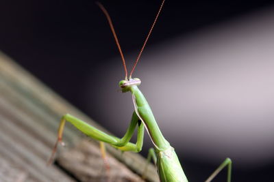 Close-up of grasshopper