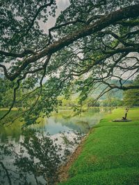 Scenic view of lake by trees