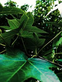 Close-up of water drops on leaves