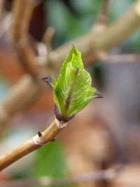 Close-up of green leaf