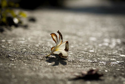 Close-up of flower on road