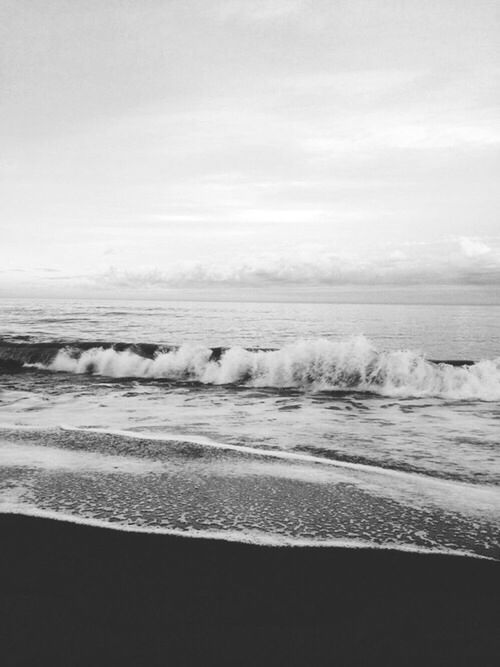 sea, water, beach, horizon over water, shore, wave, sky, sand, surf, scenics, nature, animal themes, beauty in nature, tranquil scene, motion, tranquility, coastline, one animal, day, cloud - sky