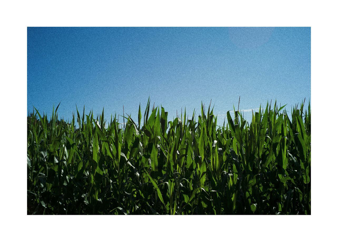 plant, grass, green, nature, growth, sky, soil, no people, field, blue, agriculture, clear sky, copy space, land, crop, day, landscape, outdoors, beauty in nature, rural scene, environment, lawn, corn, transfer print