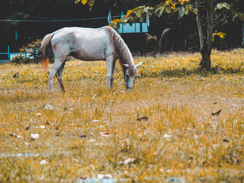 View of horse grazing on field