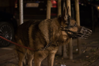 Close-up of german shepherd wearing muzzle mask on street at night