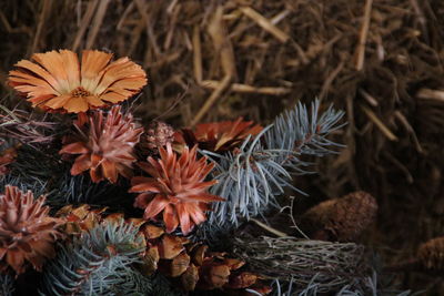 High angle view of orange flowering plants