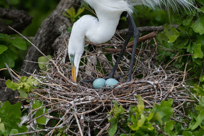 Great white egret tending to its blue eggs in a treetop nest.