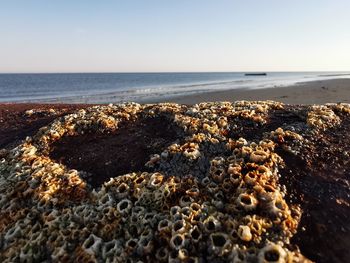 Scenic view of sea against clear sky