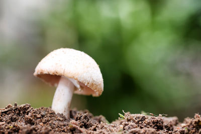 Close-up of mushroom growing on land