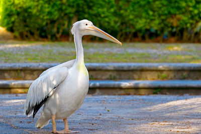 Side view of pelican