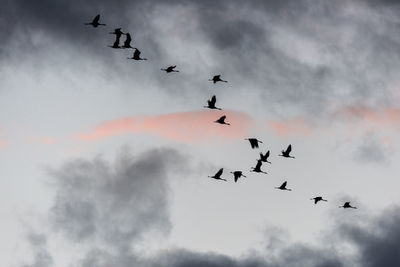 Low angle view of silhouette birds flying against sky