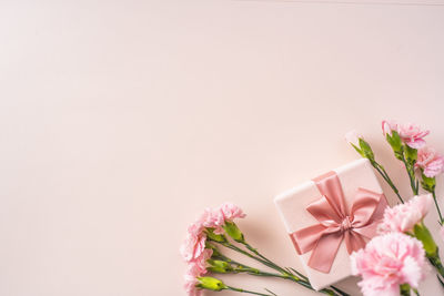 Close-up of pink flower against white background