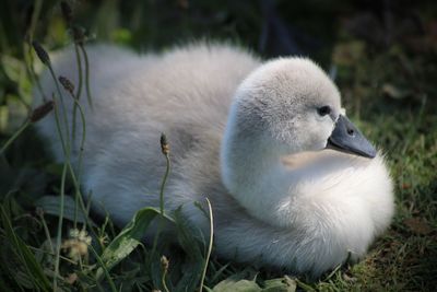 Close-up of a cygnet resting in the shade by the lake 